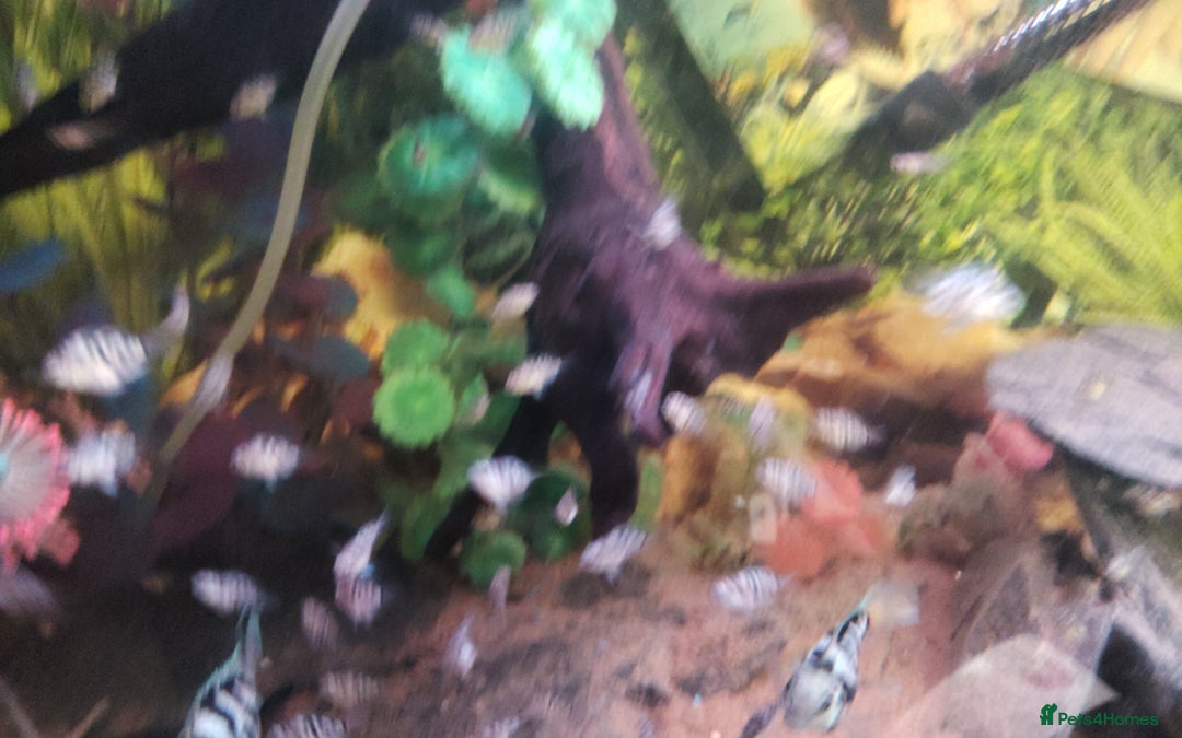 Cichlids fish for sale: Polar blue parrot fish for sale  - Image 4