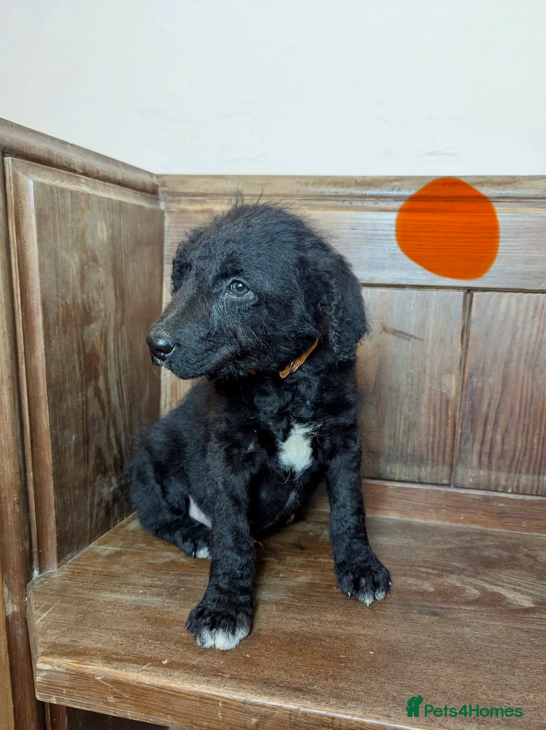 Bordoodle dogs for sale: Standard Bordoodle/Colliepoodle Puppies - Advert 15