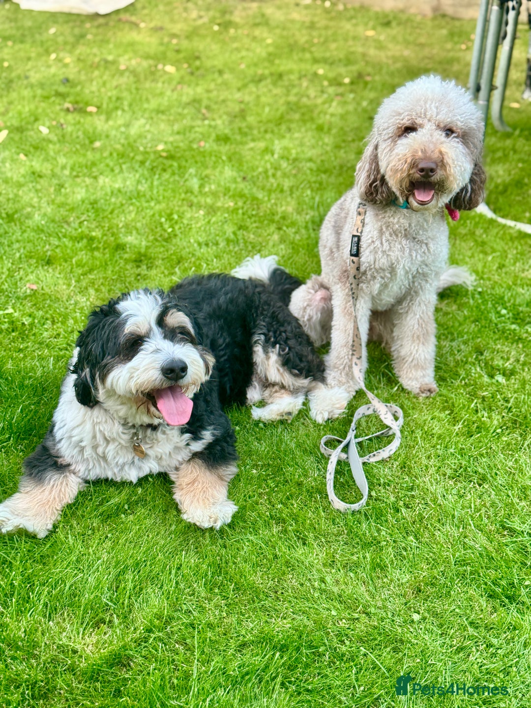 Bernedoodle dogs for sale: Mini Bernedoodle **waiting list** - Image 1