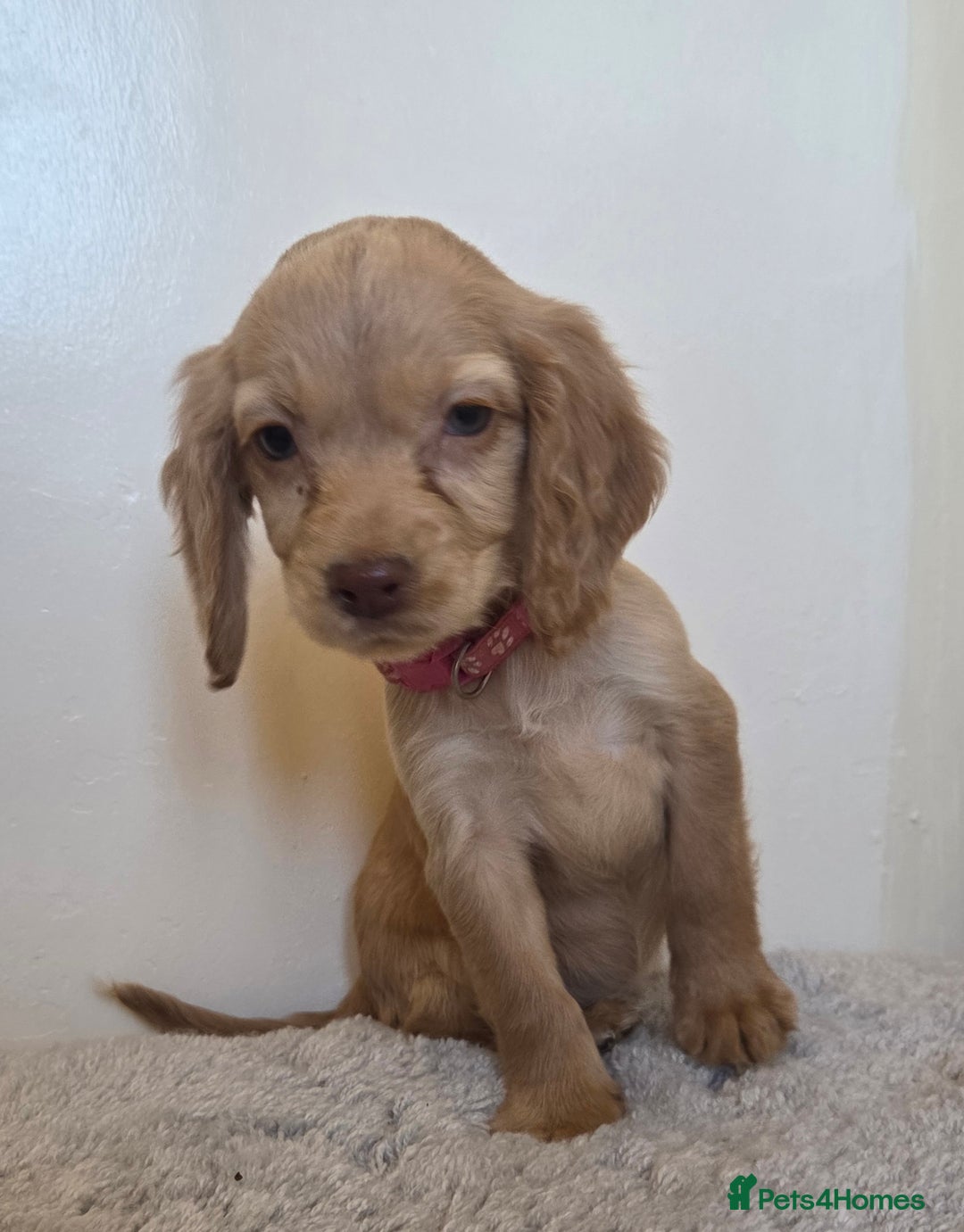 Cocker Spaniel dogs for sale: 6 cocker spaniel pups  - Advert 4