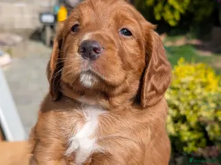 Cocker Spaniel dogs 1Red dog leftKC FTCH bloodline Working Cocker Pups - Advert 4