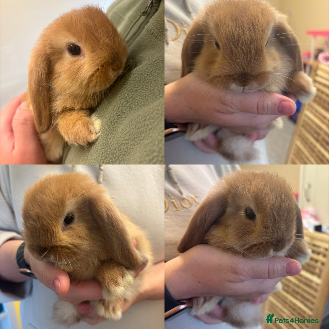 Mini Lop rabbits for sale: Mini lop bunnies  - Image 4