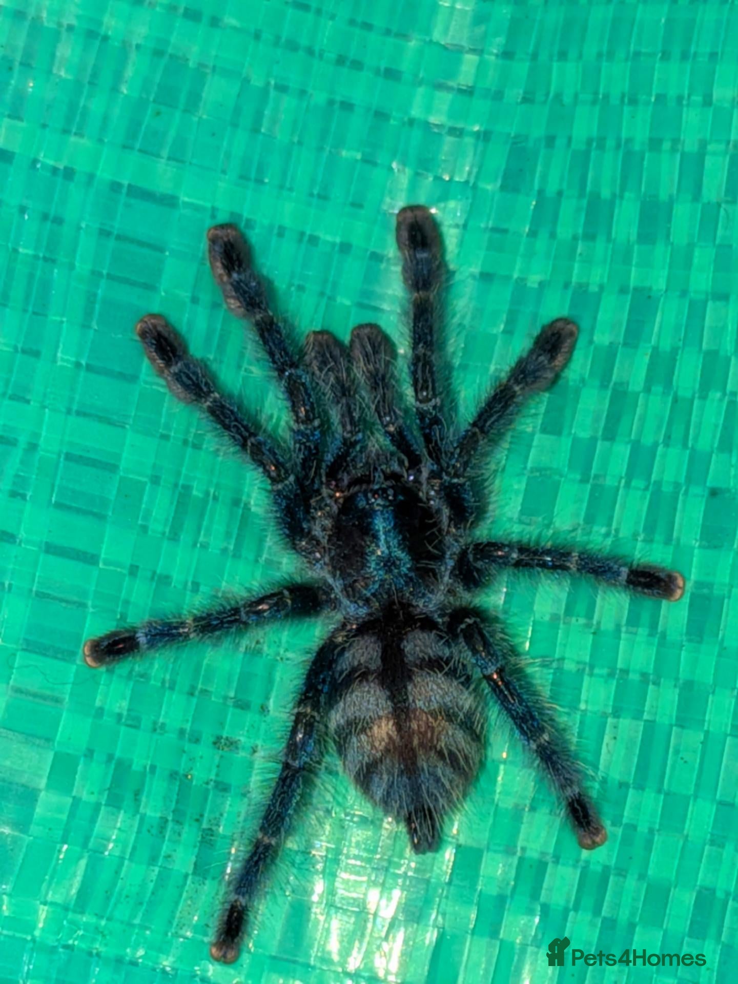 Tarantulas invertebrates Various Tarantulas (read description)  - Advert 1