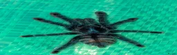 Tarantulas invertebrates for sale: Various Tarantulas (read description)  - Advert 6