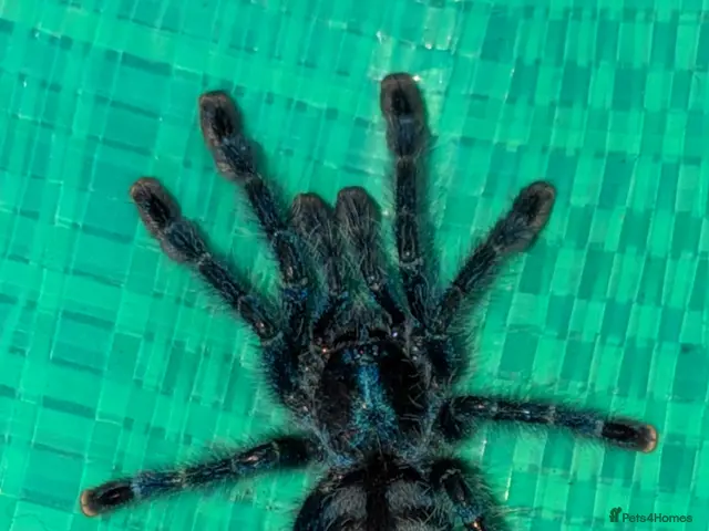 Tarantulas invertebrates Various Tarantulas (read description) - Advert 2