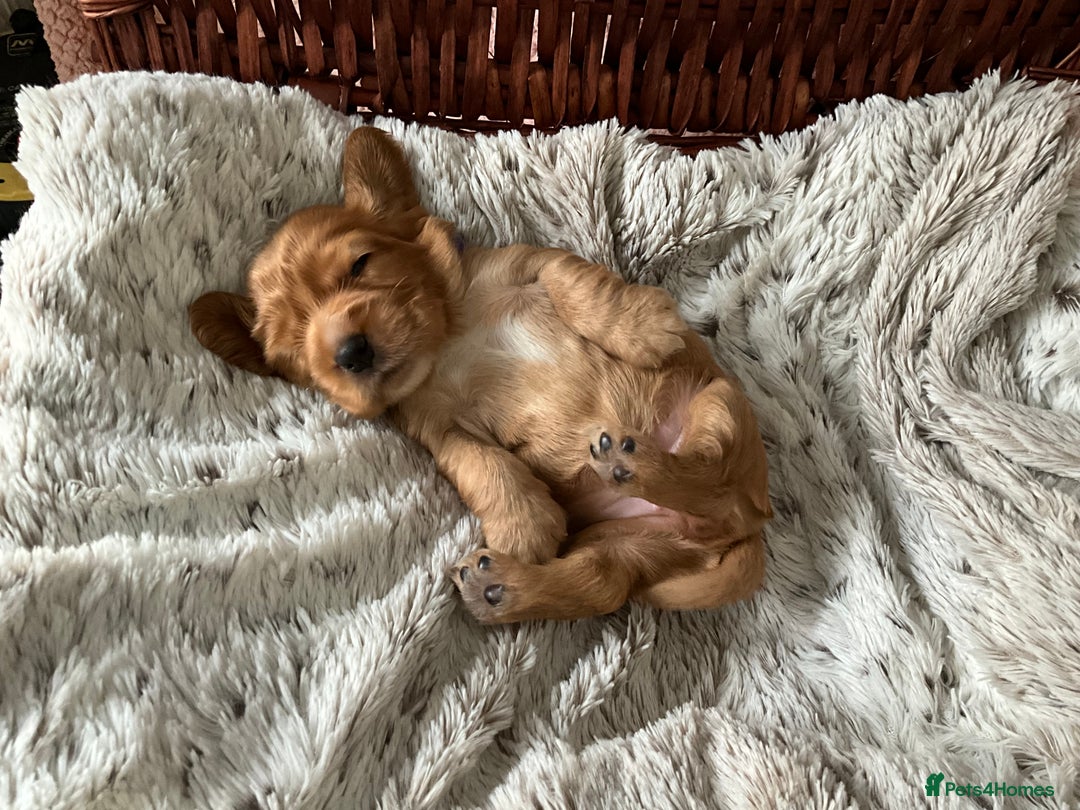 Cocker Spaniel dogs for sale: Champion bloodline KC Show Cocker Spaniel Puppies - Image 11