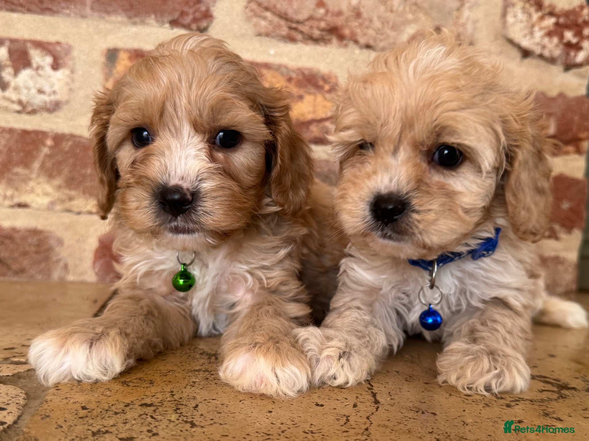 Cavapoo dogs F1 cavapoo males 💙💚 - Advert 1