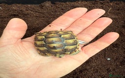 Tortoise reptiles for sale: Baby Mediterranean spur thigh tortoise for sale - Image 6
