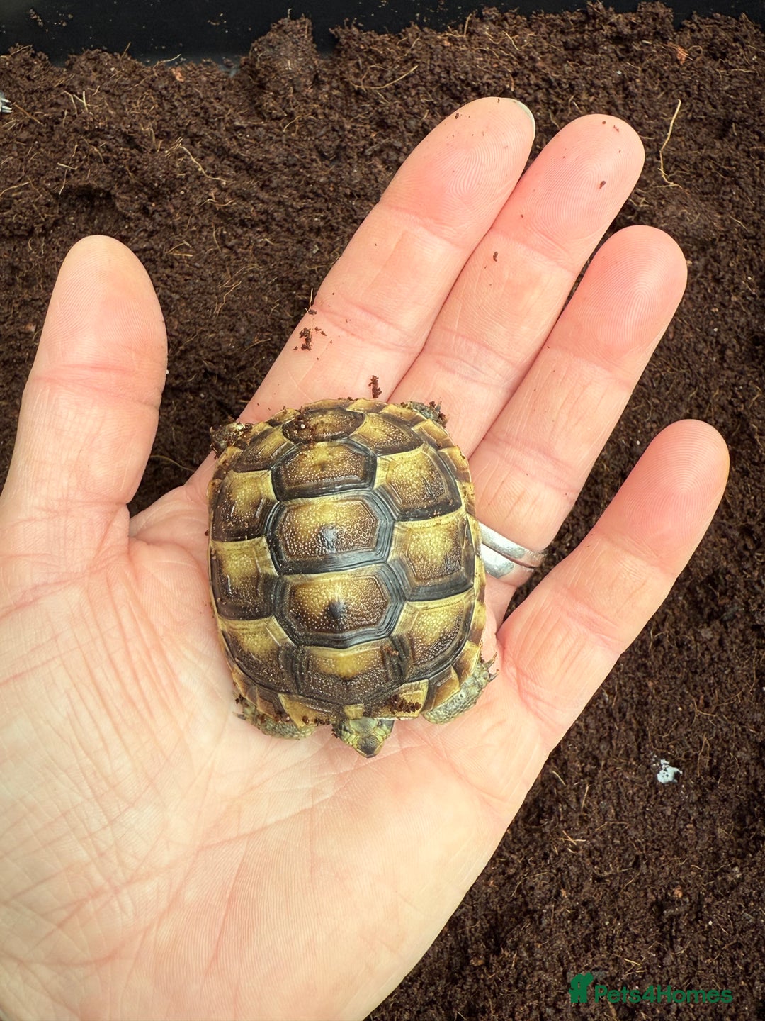 Tortoise reptiles for sale: Baby Mediterranean spur thigh tortoise for sale - Image 6