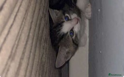 Mixed Breed cats for sale: Cute kittens looking for loving home - Image 3
