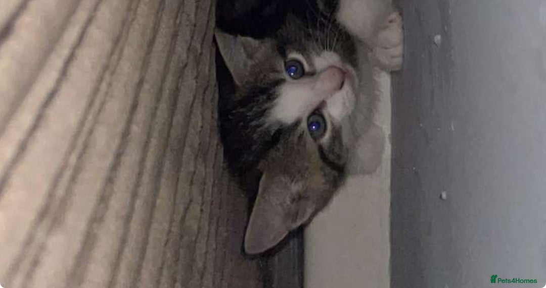 Mixed Breed cats for sale: Cute kittens looking for loving home - Image 3