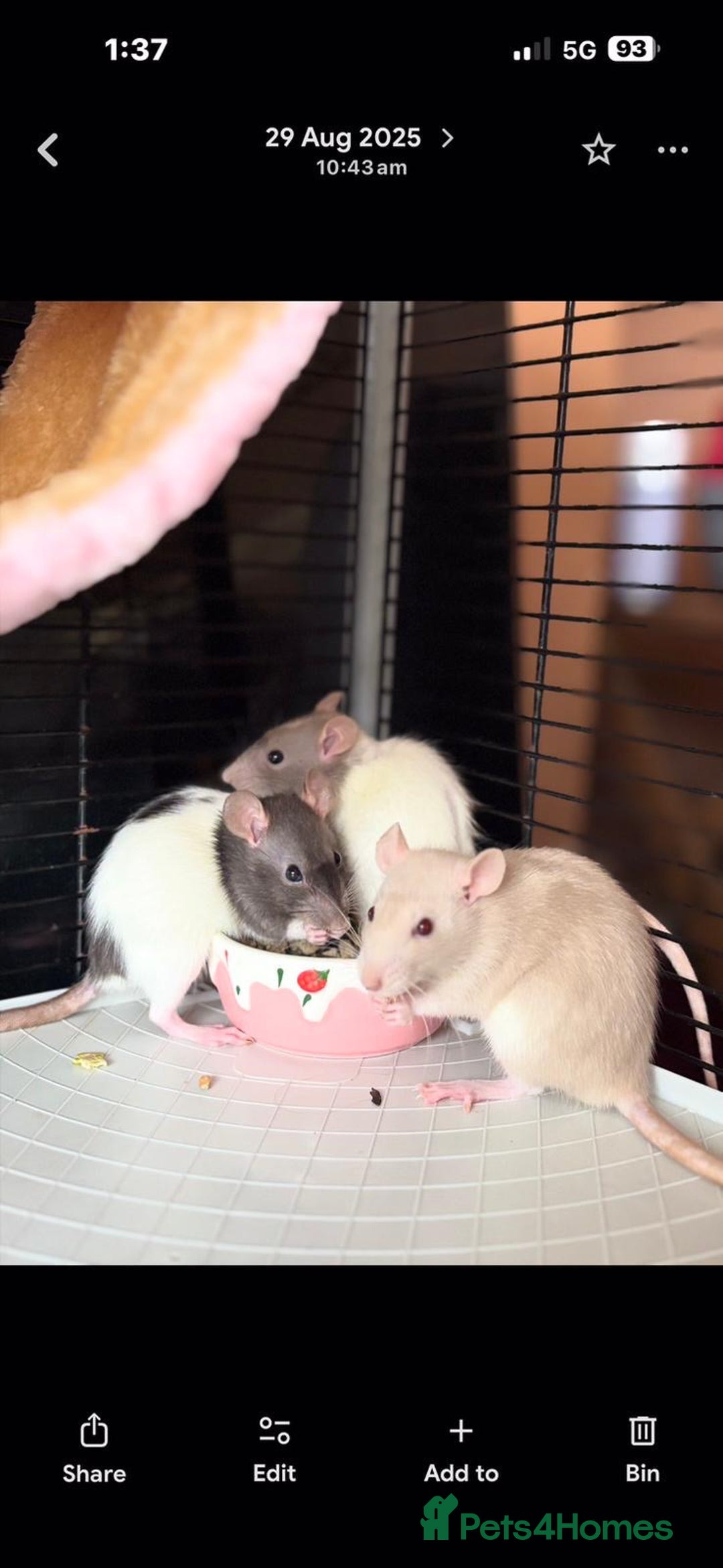 Rat rodents for sale: X3 female rats  - Advert 5