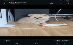 Pomchi dogs for sale: Pomchi  - Image 1