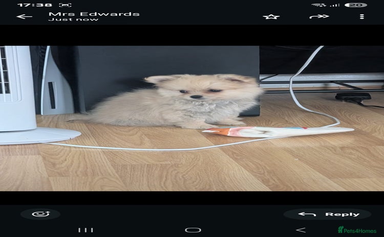 Pomchi dogs - Advert 1