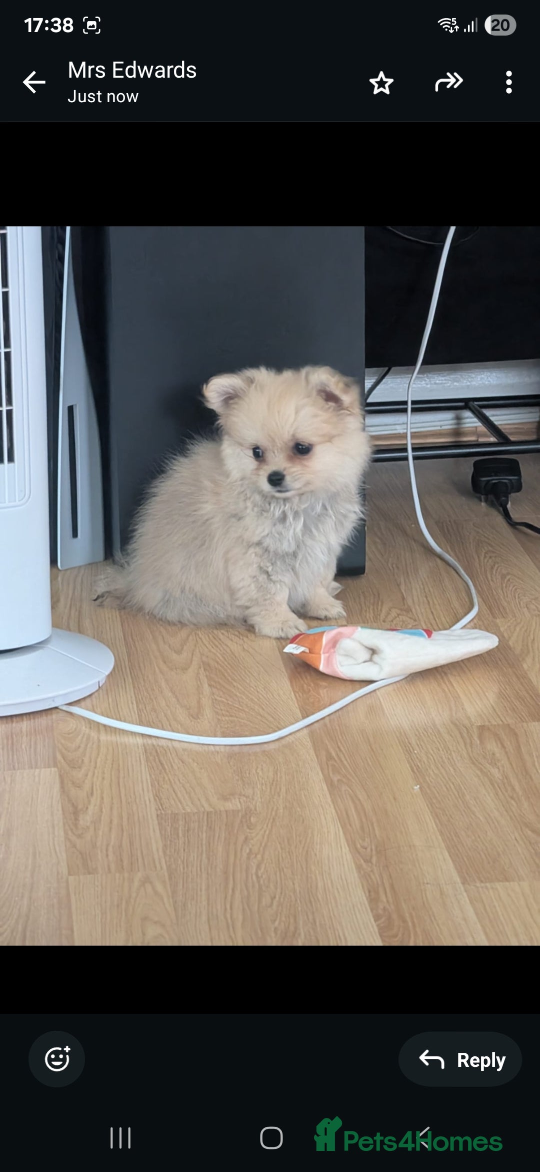 Pomchi dogs for sale: Pomchi  - Image 1