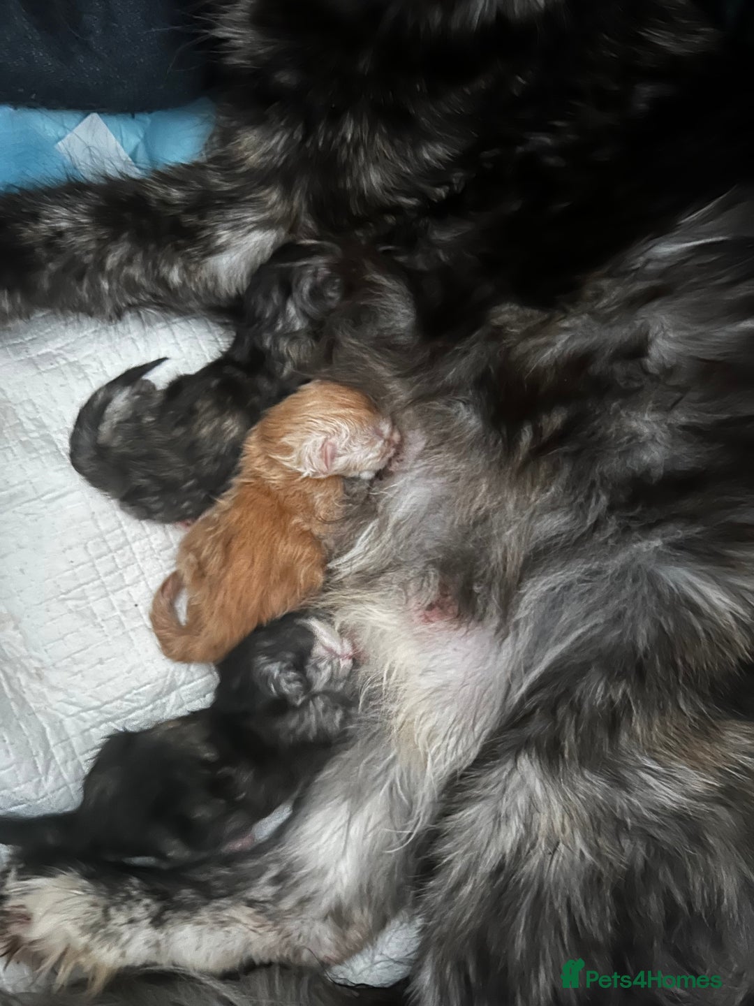 Maine Coon cats for sale: 2 stunning girls 1 polydactyl ready  **  ev - Advert 2