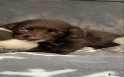Cocker Spaniel dogs for sale: Cocker Spaniel Puppy’s  - Image 23