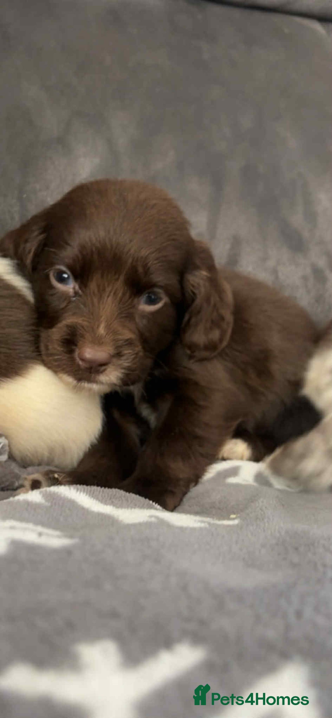 Cocker Spaniel dogs for sale: Cocker Spaniel Puppy’s  - Image 23