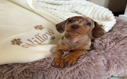 Miniature Dachshund dogs for sale: Beautiful miniature dachshund puppy - Image 7