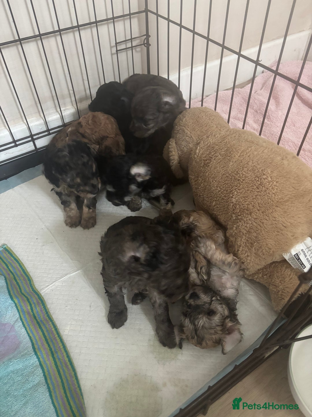 Cavapoo dogs for sale: Cavapoo puppies  in Preston - Image 8