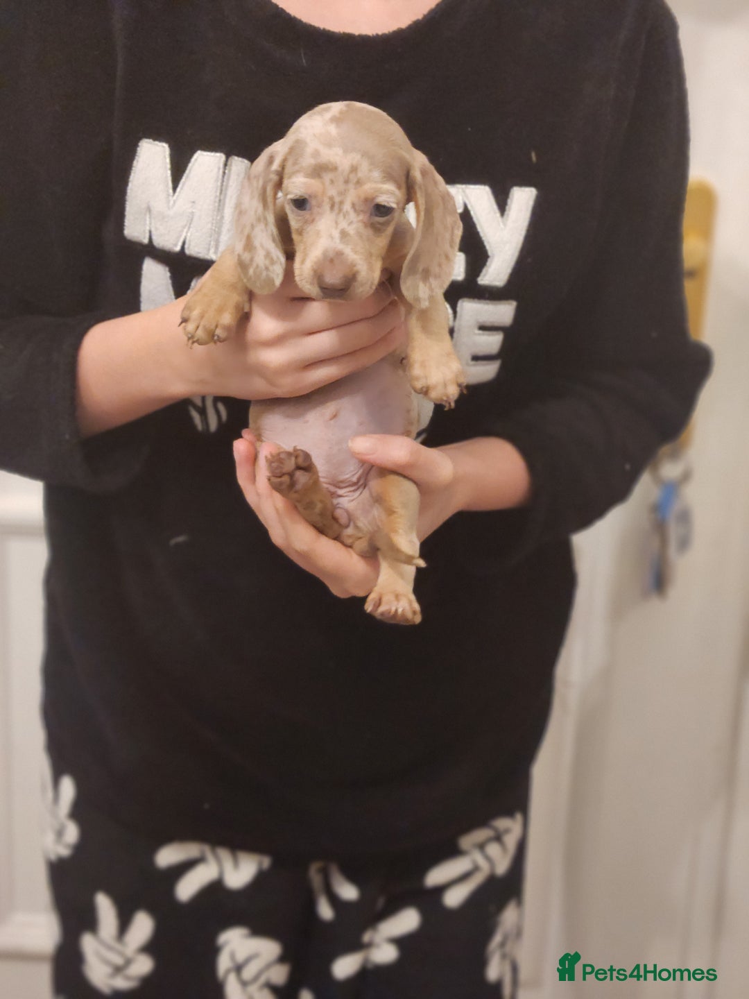 Dachshund dogs for sale: Miniture dashounds - Advert 9