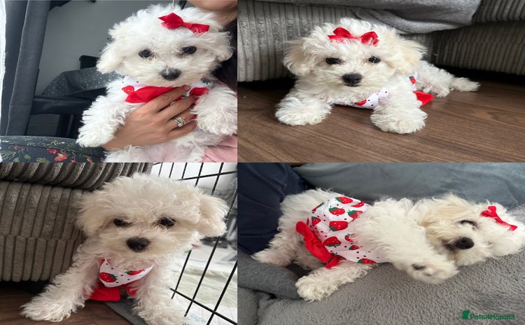 Bichon Frise dogs in Dagenham - Advert 1