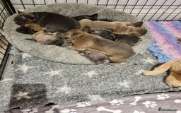 French Bulldog dogs for sale: Quality french bulldogs available to leave 🐾 - Image 30