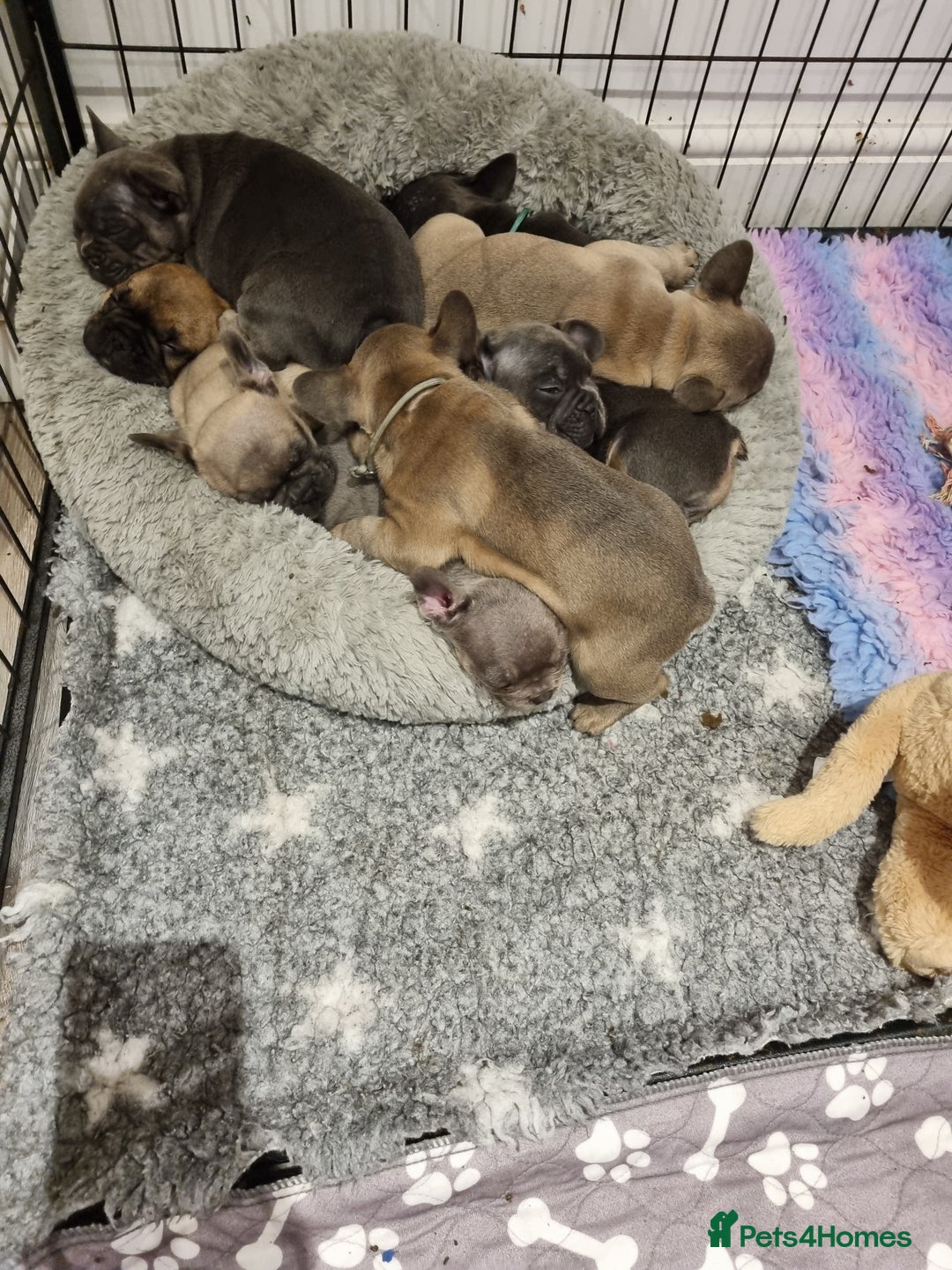 French Bulldog dogs for sale: Quality french bulldogs available to leave 🐾 - Image 30