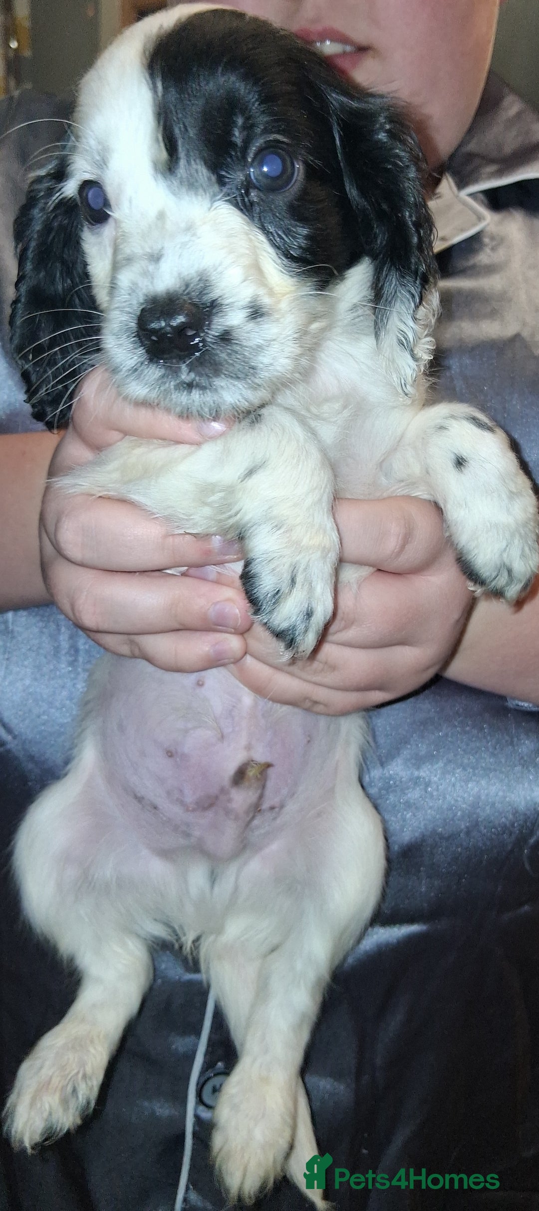 Sprocker dogs for sale: English blue roan spaniels - Advert 4