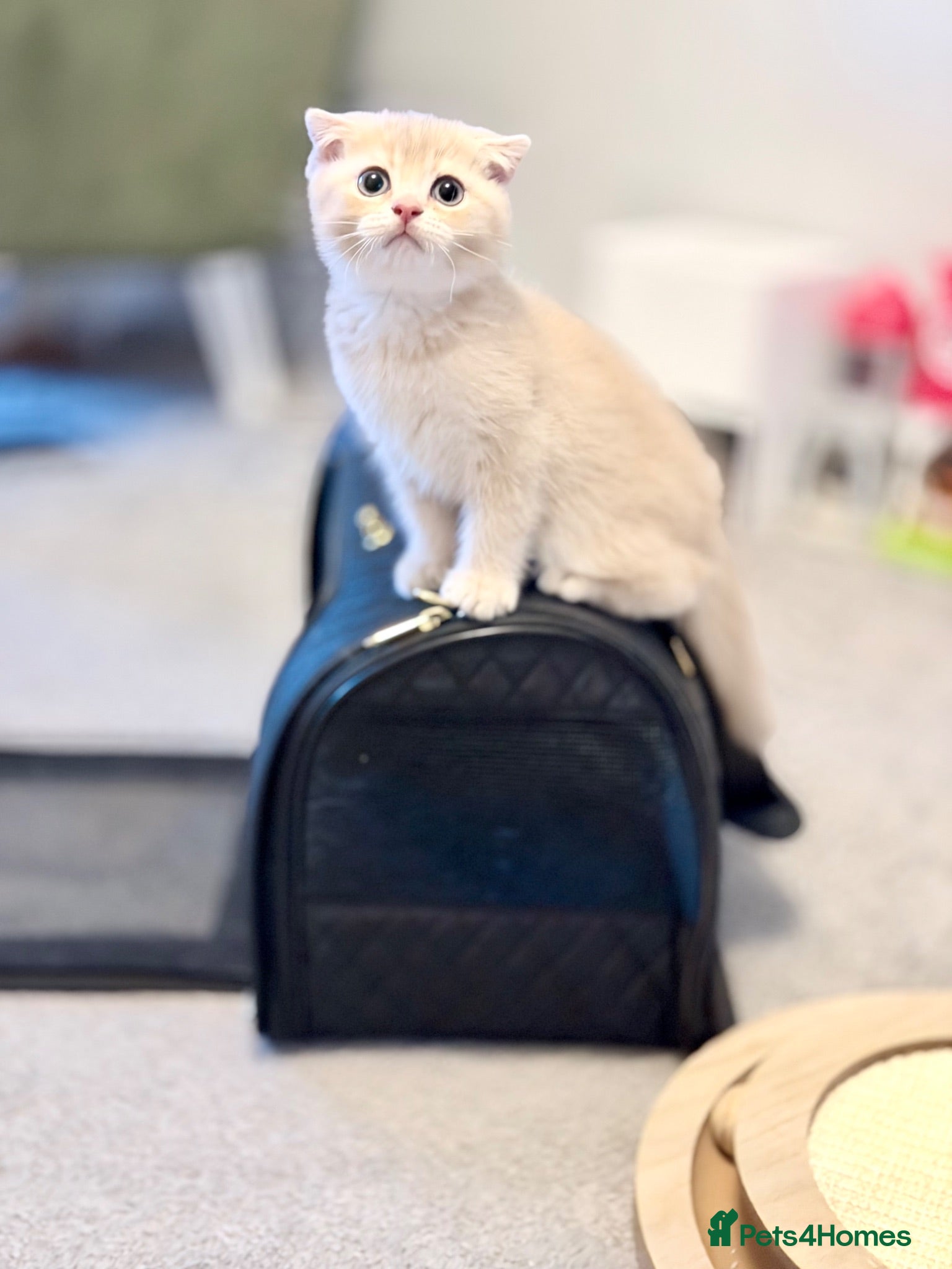 Scottish Fold cats Only 2 Left! Full Pedigree Scottish Fold TICA reg - Advert 2