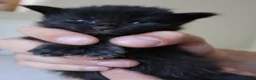Maine Coon cats for sale: Russian GCCF SMOKE Mainecoon’s  - Advert 8