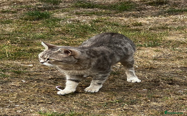 Mixed Breed cats - Advert 3