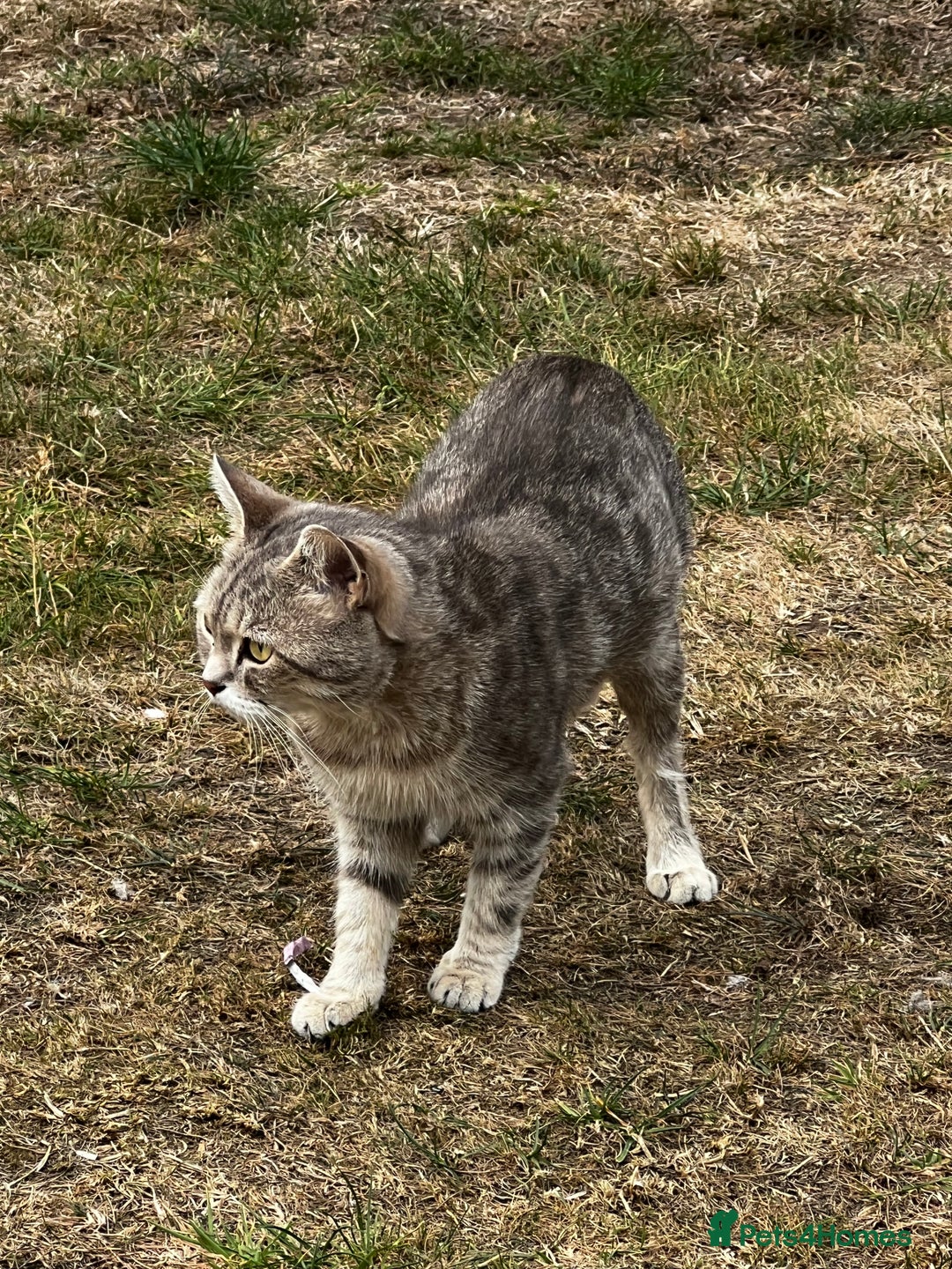 Mixed Breed cats for sale: Half British short hair cat  - Image 1