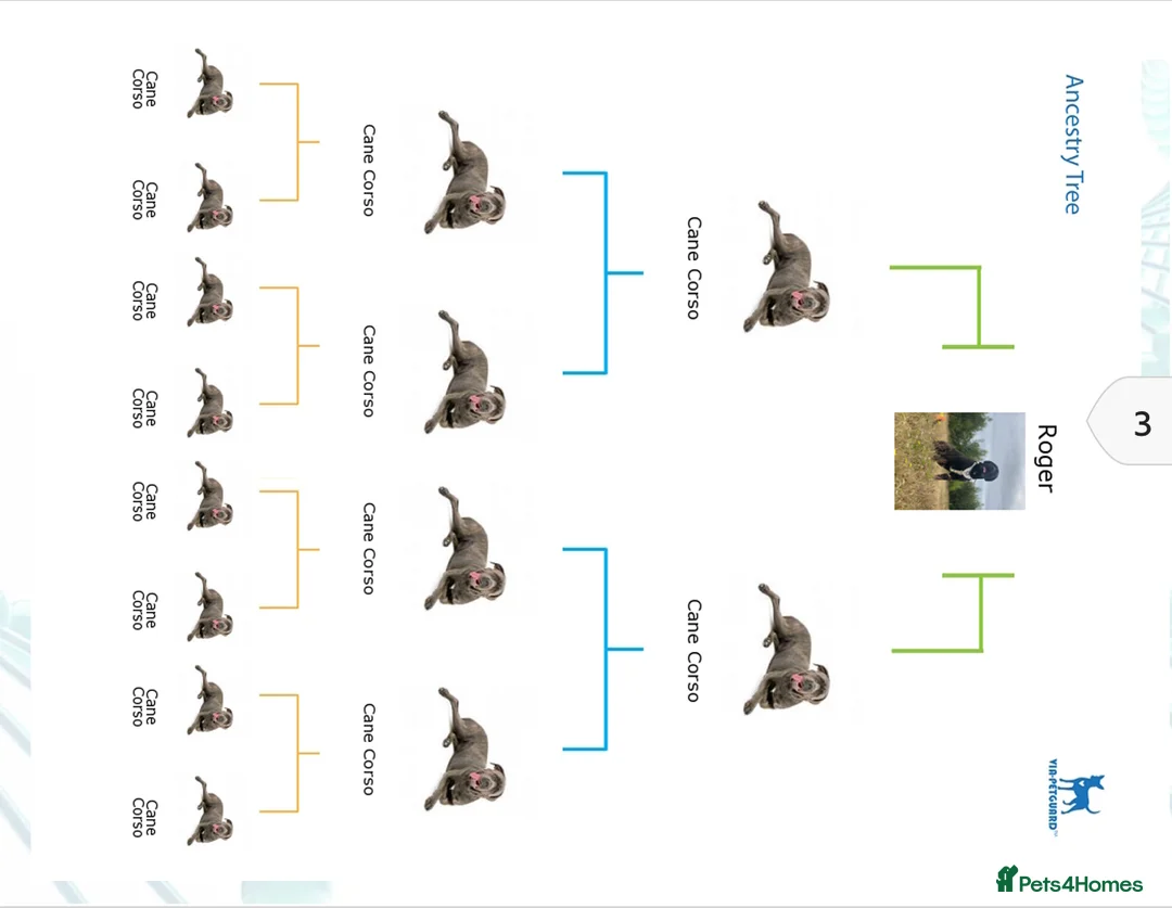 Cane Corso dogs for stud: Roger in Colchester - Advert 19