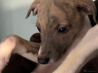 Whippet dogs Kennel club whippet puppies, 4 boys available - Advert 5