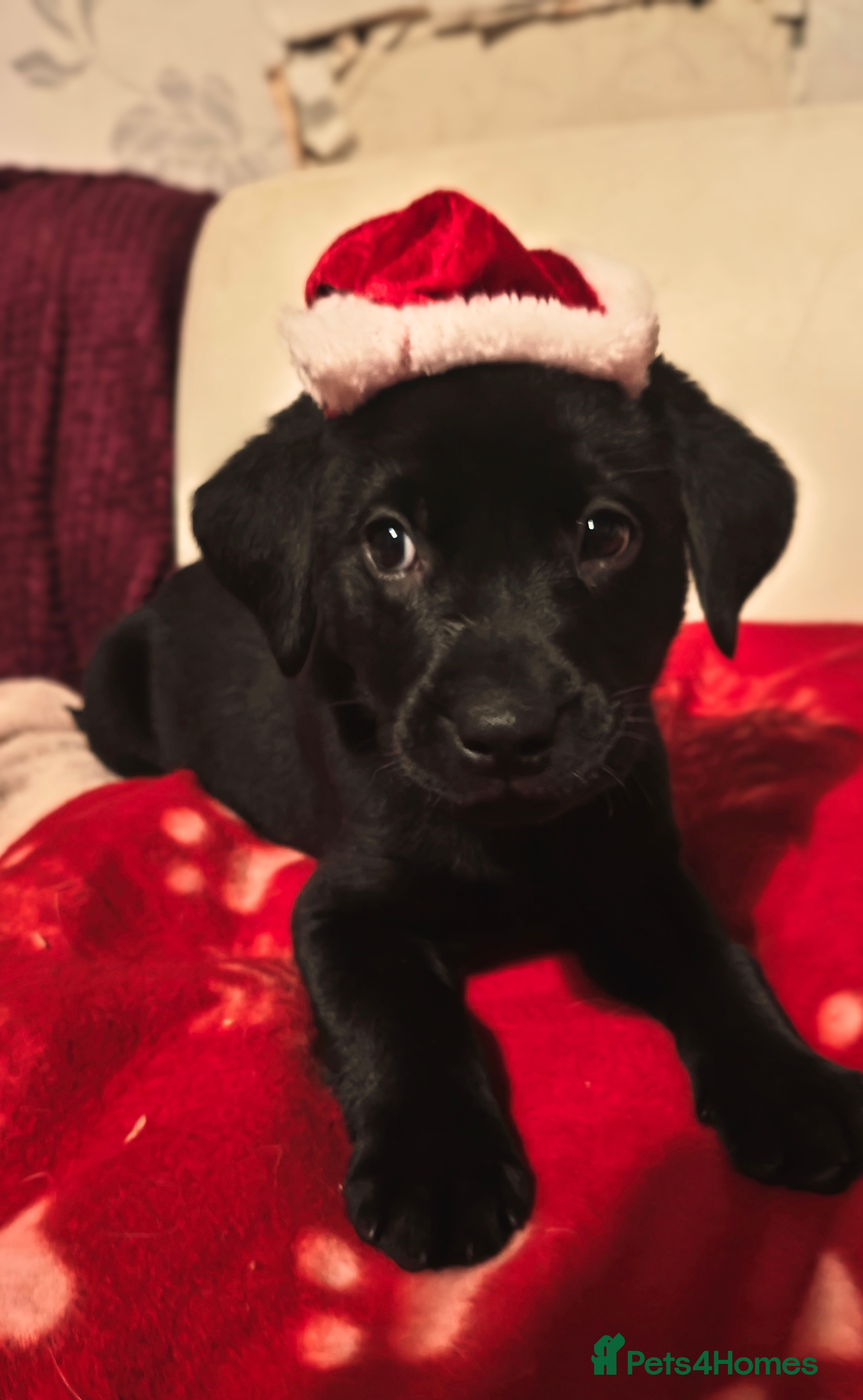 Labrador Retriever dogs Quality KC reg labs (READY TO GO NOW!)) - Advert 4