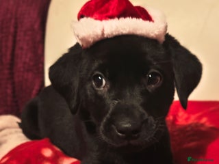 Labrador Retriever dogs Quality KC reg labs (READY TO GO NOW!)) - Advert 15