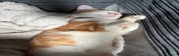 Domestic Shorthair cats for sale: Sparky and Smokey  - Advert 5
