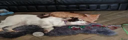 Sprocker dogs for sale: Beautiful loved female sprocker in Chichester - Advert 2