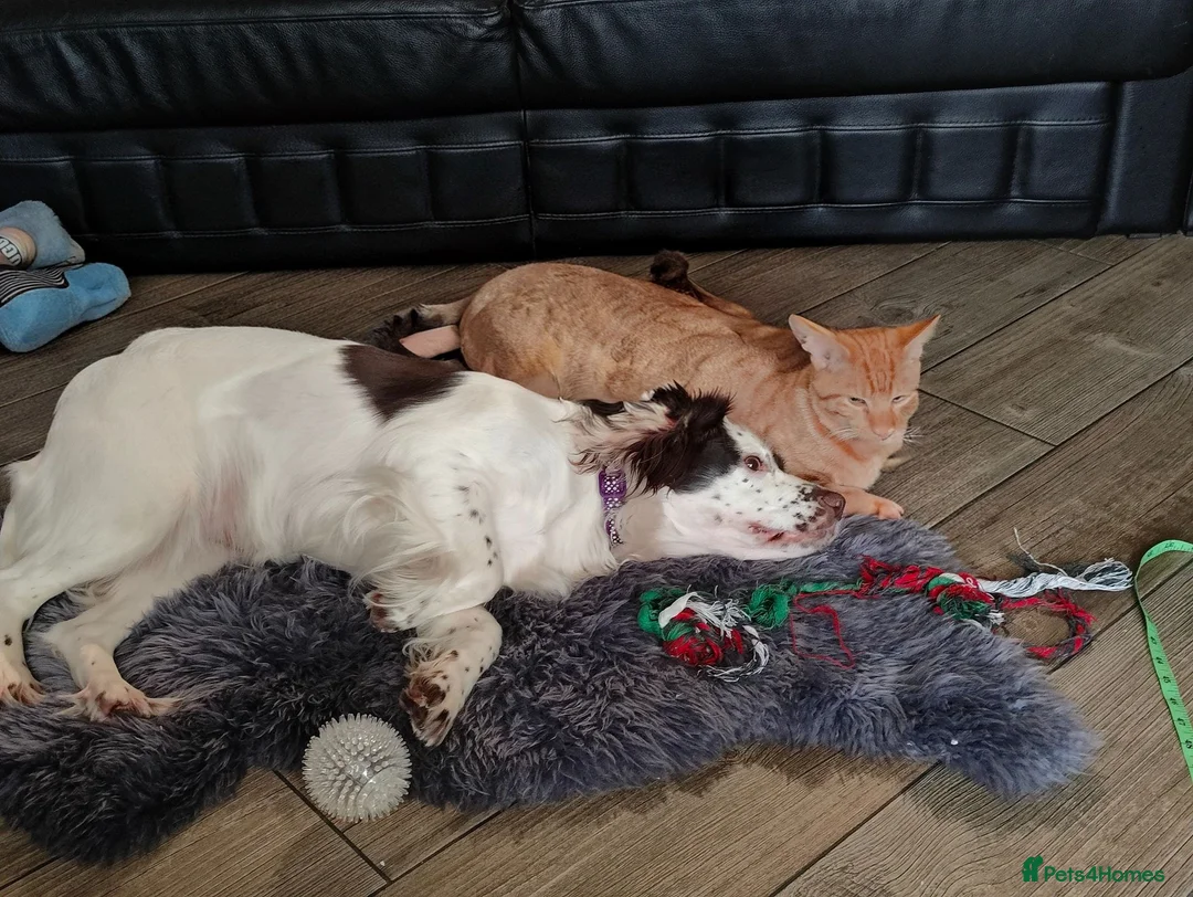 Sprocker dogs for sale: Beautiful loved female sprocker in Chichester - Advert 2