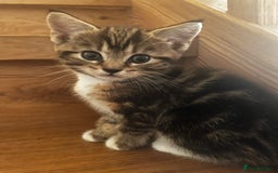 Mixed Breed cats for sale: Cute Scottish Straight mixed breed kittens, ready  - Image 12