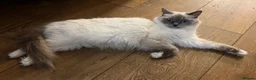 Ragdoll cats for sale: Stunning Blue Point Ragdoll Boy.  - Advert 11