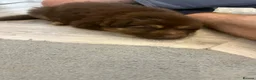 German Shepherd dogs for sale: Beautiful long haired German Shepherd puppies - Advert 9