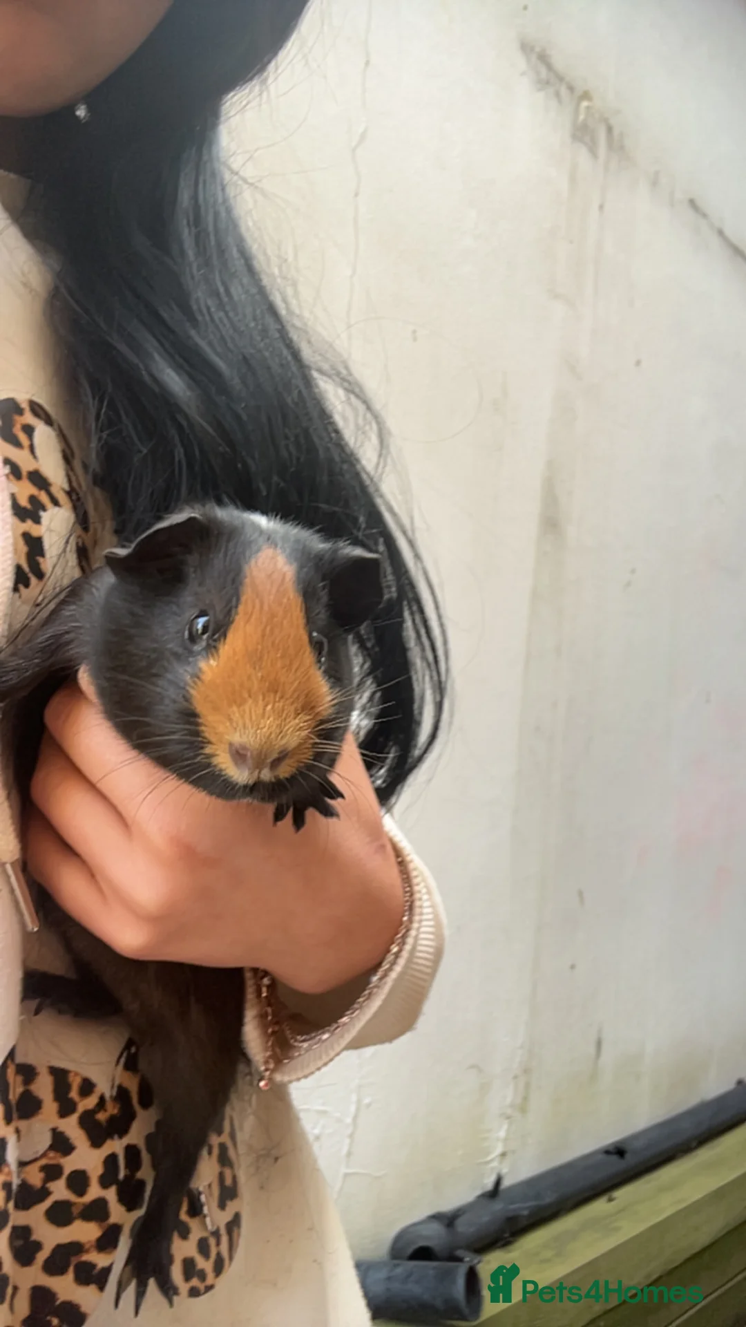 Guinea Pig rodents for sale: Guinea pigs for sale  in Whitstable - Advert 2