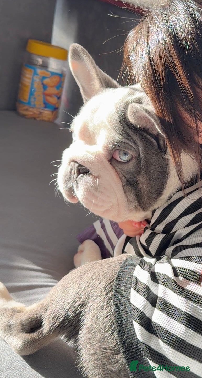 French Bulldog dogs Bobby - Advert 2