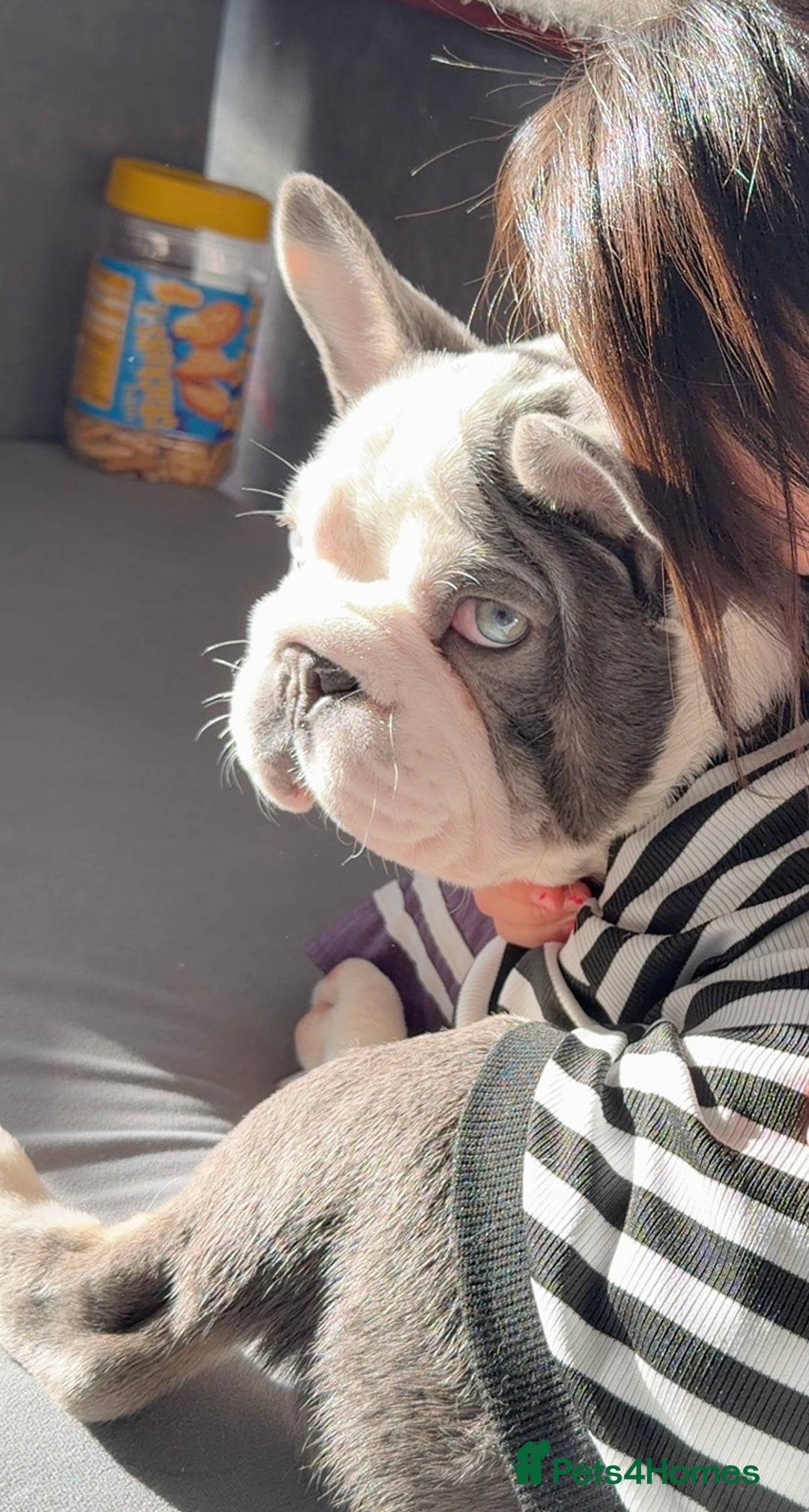 French Bulldog dogs for sale: Bobby - Advert 1