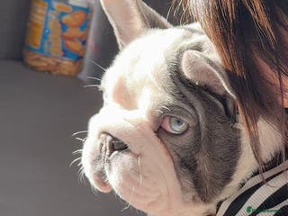 French Bulldog dogs Bobby - Advert 1