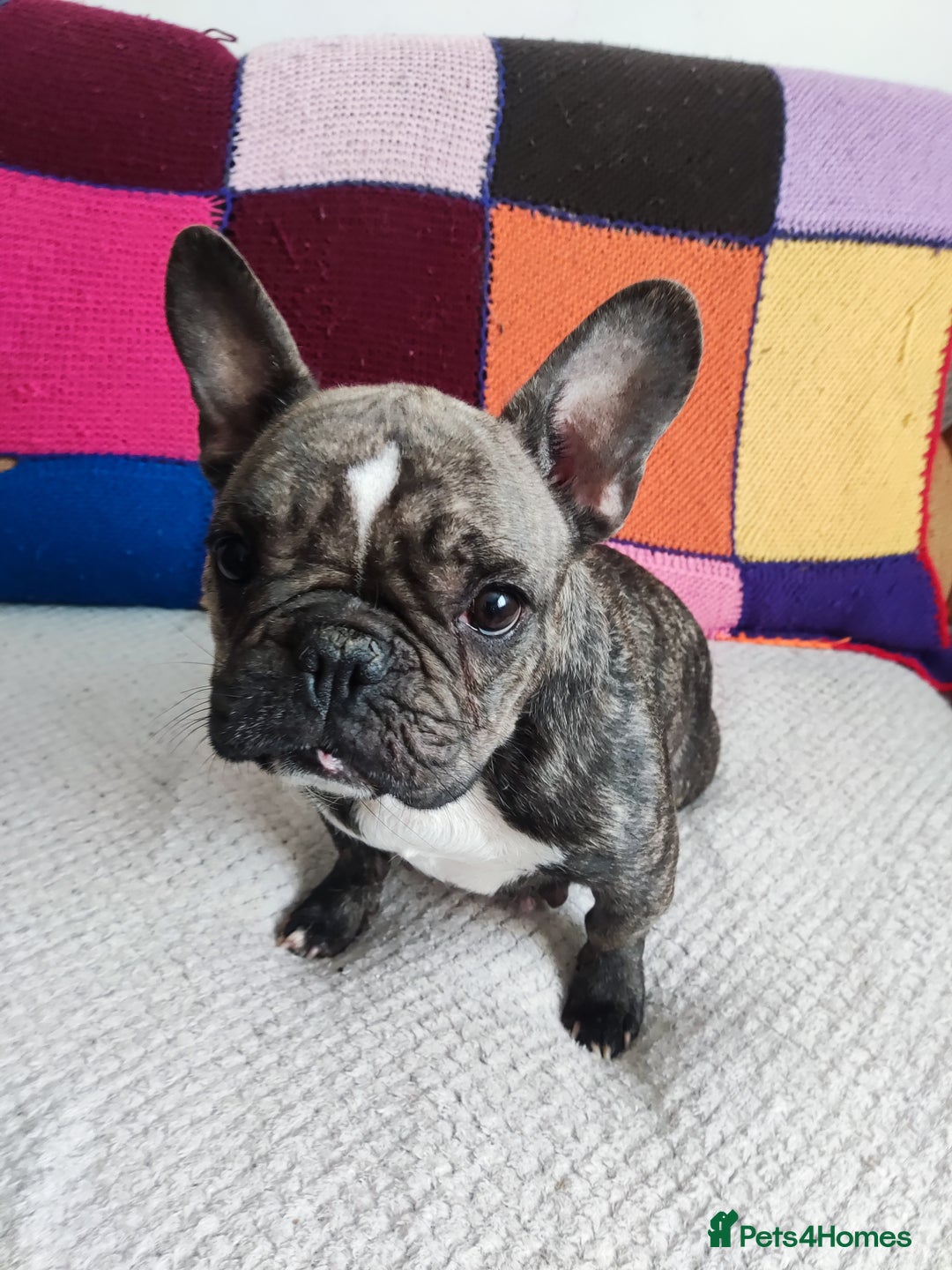 French Bulldog dogs for sale: Beautiful boy ready for reservation  - Image 5