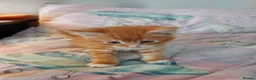 Mixed Breed cats for sale:  Beautiful fluffy playful kittens - Advert 11