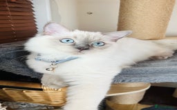 Ragdoll cats for sale: SILKY ADORABLE RAGDOLL KITTEN CHAMPIONLINE - Image 9